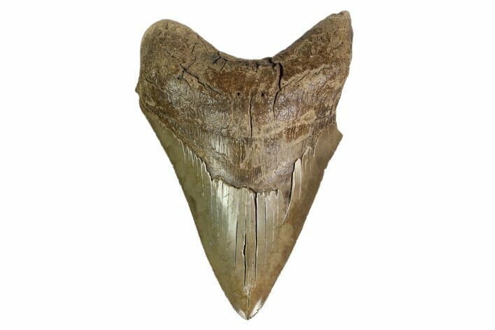 Serrated, Fossil Megalodon Tooth - Georgia #159736